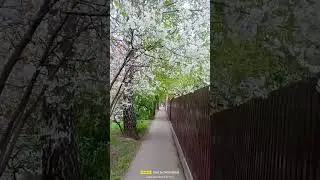 Цветение в начале мая.