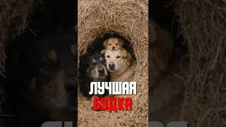 Самая странная собачья будка в деревне!
