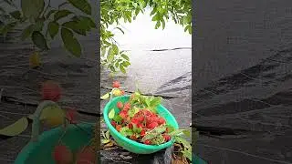 Lychee love 😋 #tropical #fruit #picking