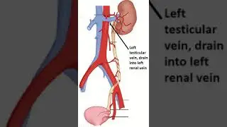 In Left Nephrectomy: Why Ligation Sites Matter
