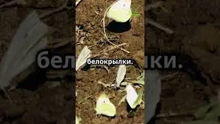 Чем опрыскать от белокрылки  #чем   #опрыскать  #от  #белокрылки