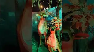 Forest wild animals