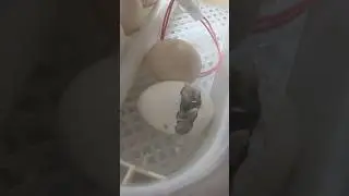 🤯Lo mas hermoso que veras hoy🐣