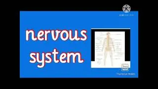 nervous system