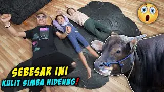 KENANG-KENANGAN KULIT SIMBA SAPI QURBAN KITA!! ALUNA DAN AMANDA SENENG BANGET!!