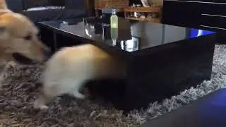 ХИТРЫЙ МАЛЫШ