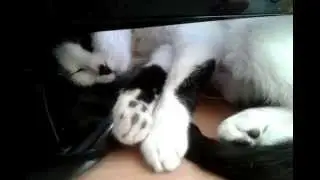 Кошка дергается во сне