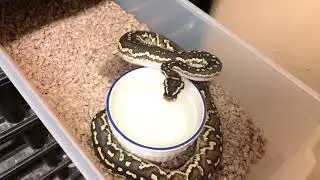 New Additions Lesser Candino and Angolan Pythons