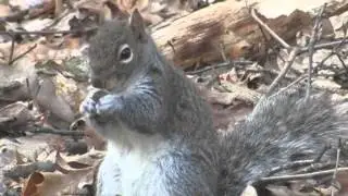 Cute squirrel
