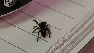 Jumping spider just chilling and hanging out