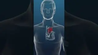 How Much is The Life of Human Heart ? #shortsviral #viral #heart #humanbody