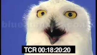 Hedwig the snowy owl singing away