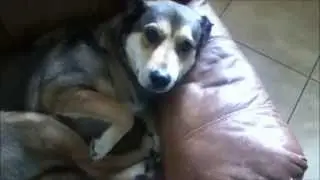 who let the doges out