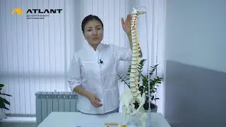 АТЛАНТ деген эмне жана кайсы ооруларга пайдалуу?