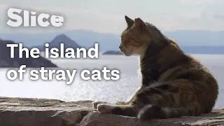 Stray Cats’ Tough Life, Greek Islands | SLICE