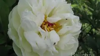 Ранние пионы. Сорта. Часть 1.