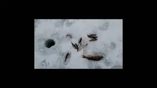 Сколько окуней в какой лунке? Большой окунь на блесну.