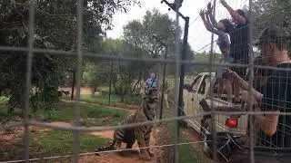 NEW VIDEO Feeding the Tiger! #tiger #southafrica #tigre #feeding