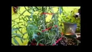 rooting rosemary cuttings