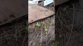 ОТКОПАЛИ ПАТРОНЫ ВТОРОЙ МИРОВОЙ ВОЙНЫ #украина