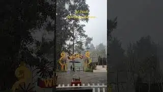 Cimori puncak bogor. Sal Priadi - Gala Bunga Matahari #shorts #reels #galabungamatahari #puncakbogor