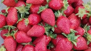 НАША ЛЮБИМИЦА МУРАНО.КЛУБНИКА НСД МУРАНО.СУПЕР СОРТ.
