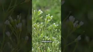 Пастушья сумка!  Растение, которое растёт везде!