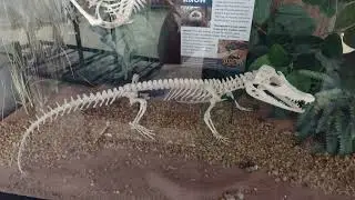 Skeletons Museum slideshow
