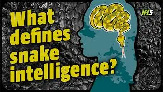 What Is The Most Intelligent Snake Species