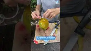 Part 1: Rehabilitated Monkeys Prepare For Freedom