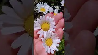 "Доброе утро" 277