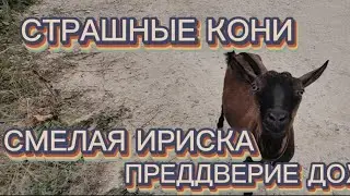 СТРАШНЫЕ КОНИ | СМЕЛАЯ ИРИСКА | ПРЕДДВЕРИЕ ДОЖДЯ.