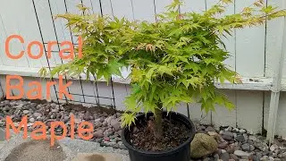 Coral Bark Maple (Sango Kaku) Pre-Bonsai Update - 30 months in.