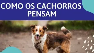 Como os Cachorros Pensam