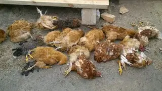 Спасаем птицу от жары. Выгул для гусят