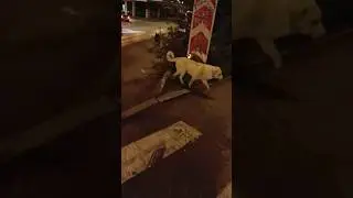 бродяги #собаки гуляют по городу
