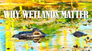 Climate Change Solutions in Wetlands 