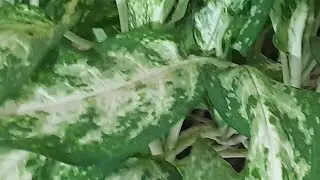 Cantinho Amor e Plantas 🌱 está ao vivo!