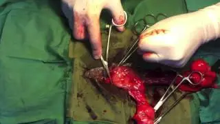 Large Obese Dog Spay