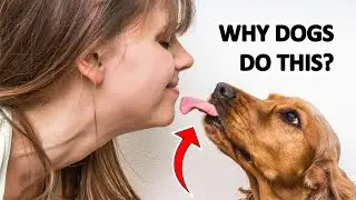 Why Your Dog Licks Everything: 14 Fascinating Facts Revealed!