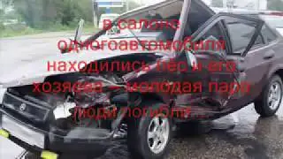 Преданность собаки Новости Тольятти