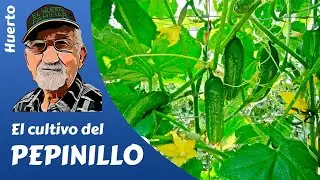 HOW TO CULTIVATE GHERKINS SUCCESSFULLY. Gherkin cultivation. Petit cornichon