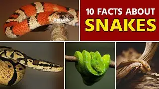 Mind Blowing Facts About Snakes | The Animal Explorer