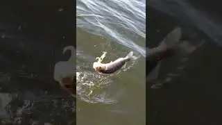 ловля судака с каяка