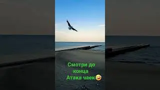 Море, чайки, белвй песок 😁😁#shorts #море #чайки
