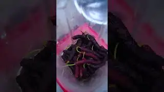 SONG SEN BLACKBERRIES: A TRADITIONAL CHINESE DELIGHT