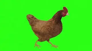 Hen green screen cartoon character