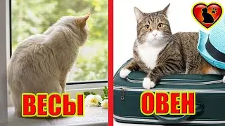 Как Ведут Себя Коты Разных Знаков Зодиака! Коты по Знаку Зодиака!