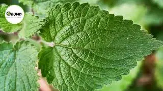 Tag der Hecke 2023 | BUND Köln | Naturbilder