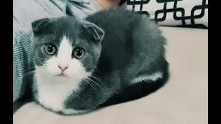 Шотландская вислоухая кошка.🐈